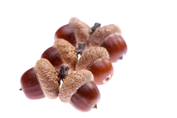 Acorn