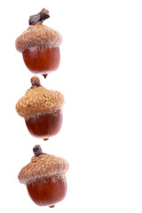 Acorn