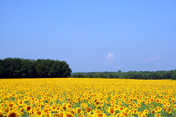 Fototapeta premium tournesol