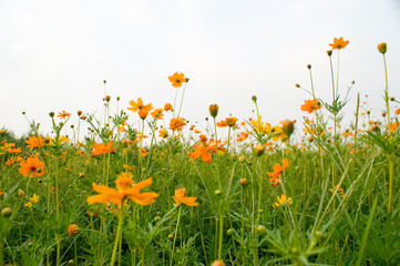 orange flowers (Forest of Flowers)