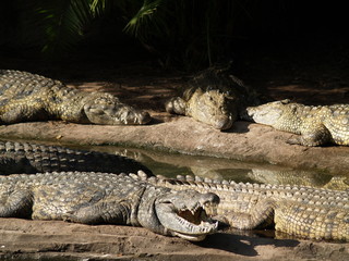 Alligator