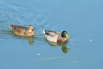 Couple canard colvert sauvage