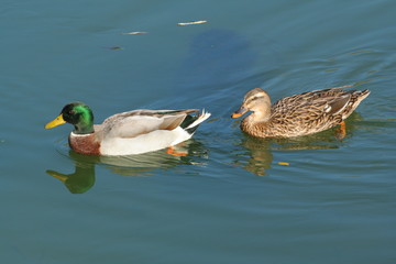 Couple canard colvert sauvage