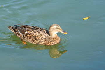 Femelle canard colvert sauvage