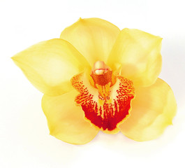 Fototapeta na wymiar Piękna żółta orchidea
