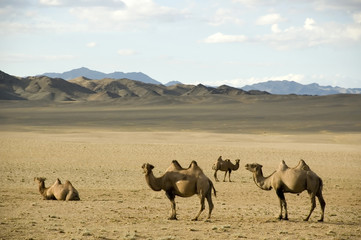 camels