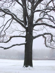 Tree and Snow 