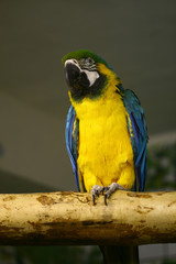 yellow Parrot