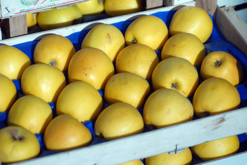 Mele gialle