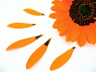 gerber blossom