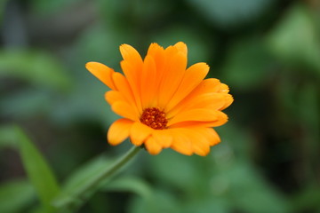 Orange flower