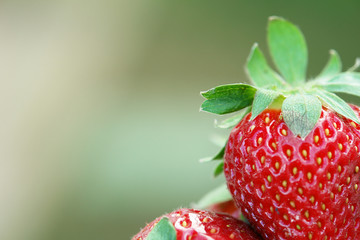 Close-up of  a strawberry
