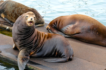 Fototapeta premium talking seal