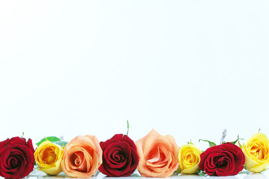 Red, yellow, peach color roses lined up. Type space above 