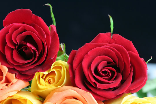 Red, yellow and peach colored roses on black background.