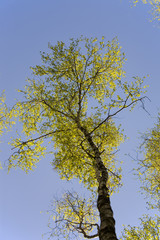 Birch in a spring
