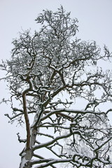 Tree In Winter