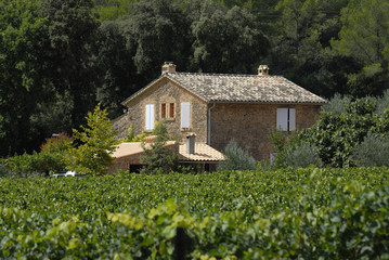 maison au milieu des vignes