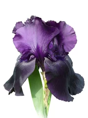 Fotobehang Iris iris