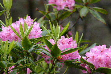 rosa Rhododendron