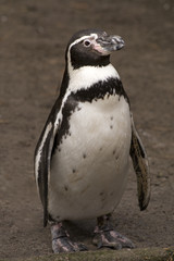 Pinguin