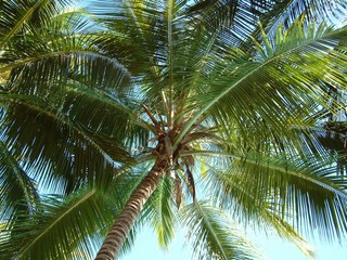 Fototapeta premium Palme