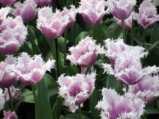 Purple parrot tulips