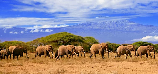 Papier Peint photo Kilimandjaro Kilimandjaro avec des éléphants