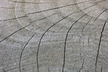 Fototapeta premium Risse