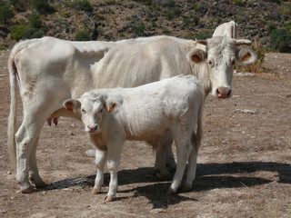 Fototapeta premium vache