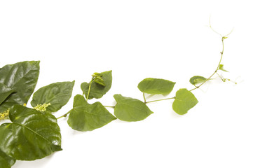 Fototapeta premium Isolated vine plant