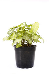 Green Potted plant isolated over white background
