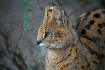 Serval