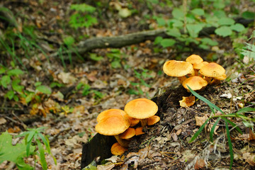 mushrooms in forest