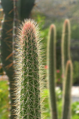 Obraz premium Cactus 04