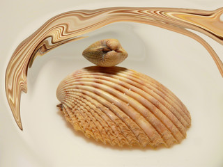 Muscheln