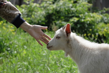 Fototapeta premium The person irons a goat