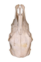 Cow Skull top view