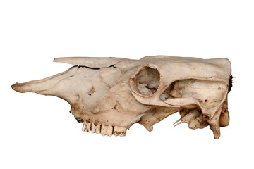 Cow Skull side view
