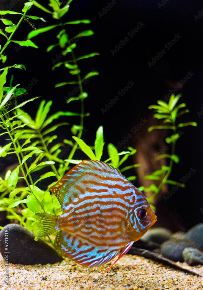 Sticker colorful discus fish