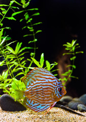 colorful discus fish