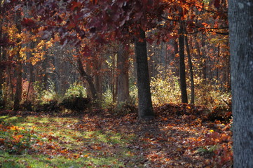 Fall woods