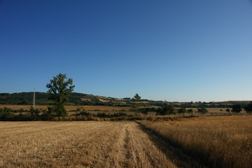 Fototapeta na wymiar wheat field