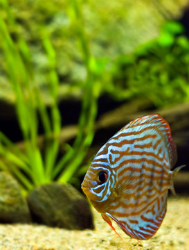 colorful discus fish