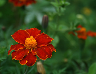Beautiful red flower