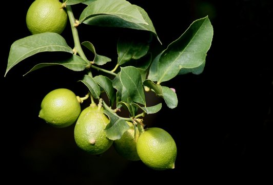lemontree