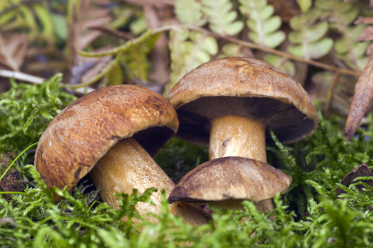 mossiness mushrooms