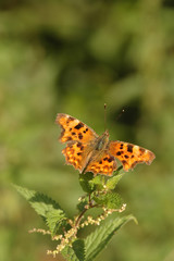 comma butterfly