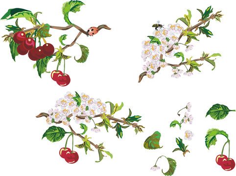 ripe cherry and flowers