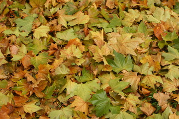Fallen leafs